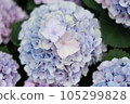 Hydrangea blooming in the clear of the rainy season 105299828