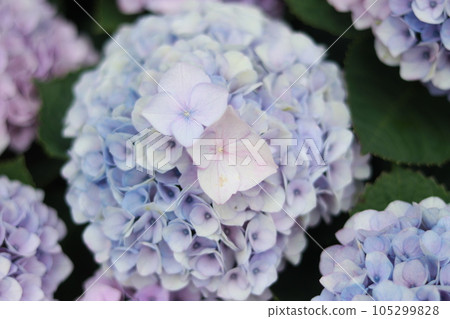 繡球花盛開在雨季的清除 105299828