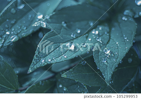 Plant leaves with water droplets 3 Plant leaves with water droplets 3 105299953