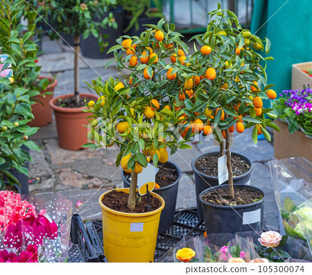 Kumquat Orange Plants Pot 105300074