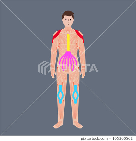 Kinesiology therapeutic tape 105300561