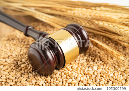 Judge hammer on grains and wheat ears from organic agriculture farm. Judge hammer on grains and wheat ears from organic agriculture farm. 105300599