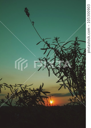 Sunset, silhouette of a branch of a lavender plant against the background of the setting sun and beautiful sky, evening Sunset, silhouette of a branch of a lavender plant against the background of the setting sun and beautiful sky, evening 105300903