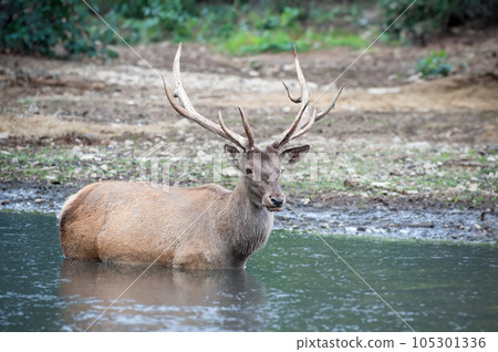 Deer on the background of wild nature. 105301336