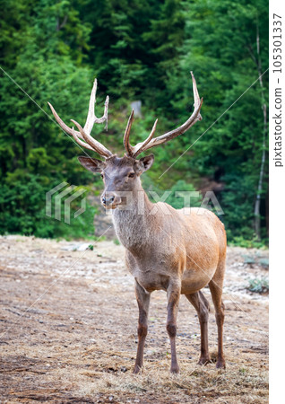 Deer on the background of wild nature. 105301337