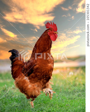 Cock close up on the farm Cock close up on the farm 105301342