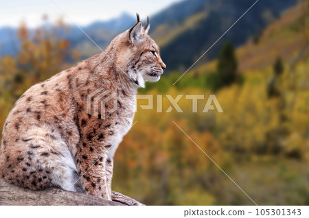 Close-up portrait of an Eurasian Lynx in autumn forest (Lynx lynx) 105301343
