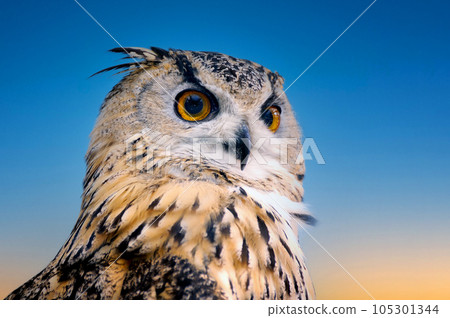 funny owl  close up 105301344