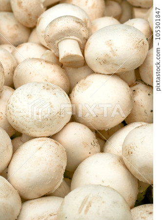 White mushroom 105301847
