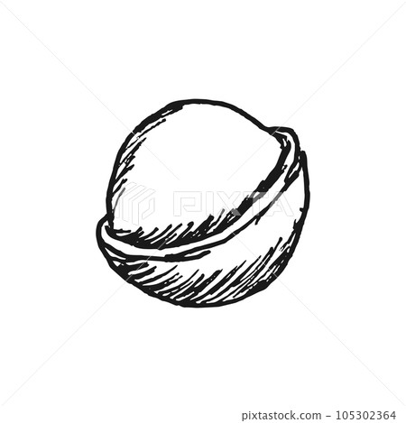 Macadamia nut illustration hand drawn. Vector illustration isolated. 105302364