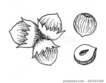 Set of detailed hand drawn hazelnuts isolated on white background. Set of detailed hand drawn hazelnuts isolated on white background. 105303399