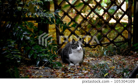 A cat sitting in a corner of an autumn park 105304109
