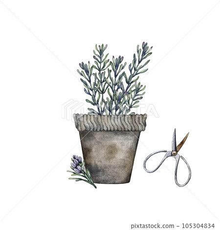 Composition of branches of rosemary. High quality watercolor illustration Composition of branches of rosemary. High quality watercolor illustration 105304834