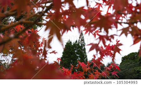 秋天的樹葉相框組成 秋天的樹葉相框組成 105304993