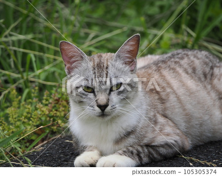 A cat cub lying on a stone 105305374