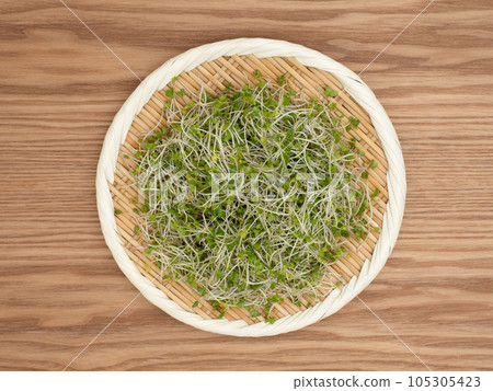 Broccoli Sprout 105305423
