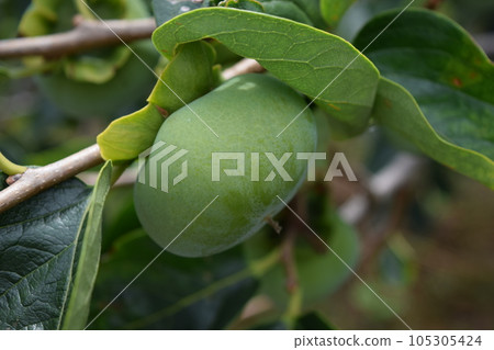 Blue persimmon that has begun to grow Shonai persimmon 105305424