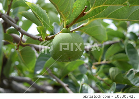 Blue persimmon that has begun to grow Shonai persimmon 105305425
