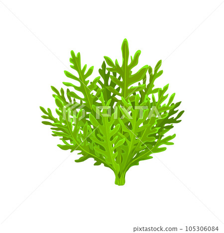 Cartoon frisee salad vegetable, leaf lettuce food for salad cooking, isolated vector. Green vegetarian salad and vegan cuisine leafy food ingredient, frisee salad for healthy diet and natural food Cartoon frisee salad vegetable, leaf lettuce food for salad cooking, isolated vector. Green vegetarian salad and vegan cuisine leafy food ingredient, frisee salad for healthy diet and natural food 105306084