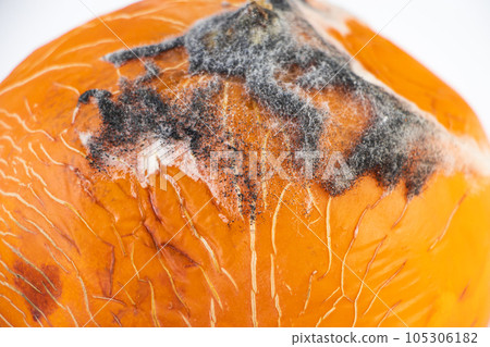 Close-up of mold on fruit. Moldy melon. Spoiled rotten food. Improper storage 105306182