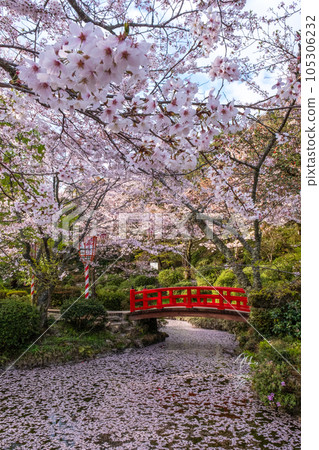 櫻花盛開的打吹公園（倉吉市） 105306232