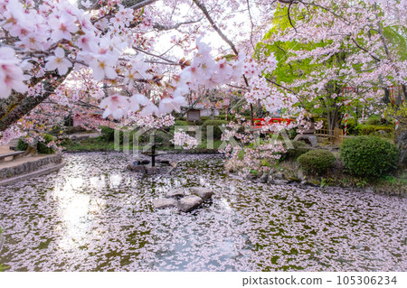 櫻花盛開的打吹公園（倉吉市） 105306234