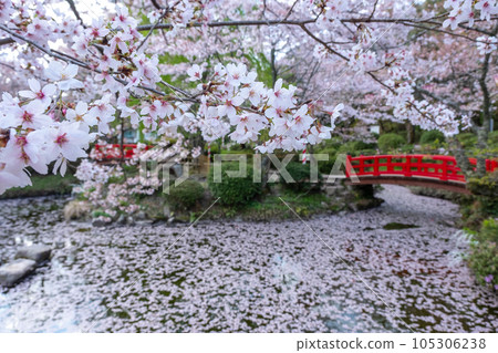 櫻花盛開的打吹公園（倉吉市） 105306238
