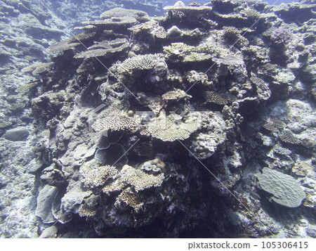Zamami Island Satoshi Coral Reef Zamami Island Satoshi Coral Reef 105306415