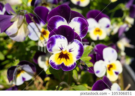 Purple Violet Pansies, Tricolor Viola Close up, Flowerbed with Viola Flowers, Heartsease, Johnny Jump 105306851