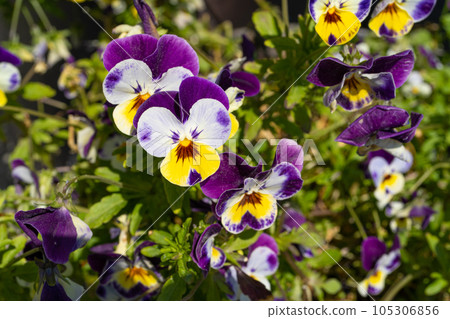 Purple Violet Pansies, Tricolor Viola Close up, Flowerbed with Viola Flowers, Heartsease, Johnny Jump 105306856
