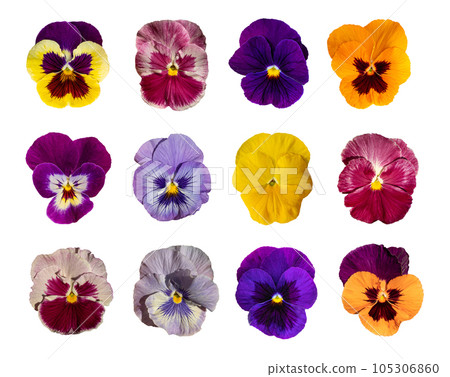 Purple Violet Pansies, Tricolor Viola Close up, Flowerbed with Viola Flowers, Heartsease, Johnny Jump 105306860