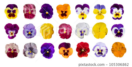 Purple Violet Pansies, Tricolor Viola Close up, Flowerbed with Viola Flowers, Heartsease, Johnny Jump Purple Violet Pansies, Tricolor Viola Close up, Flowerbed with Viola Flowers, Heartsease, Johnny Jump 105306862