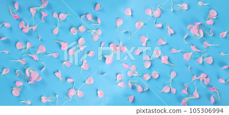 Pink Carnation Petals Texture, Dianthus or Schabaud Background Pink Carnation Petals Texture, Dianthus or Schabaud Background 105306994