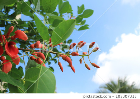 Flowers and buds of kaikōzu 105307315
