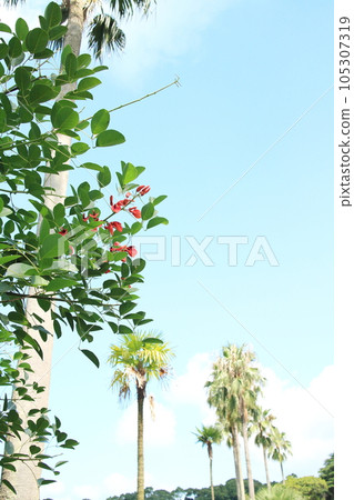 盛開在夏日天空的海光祖 105307319