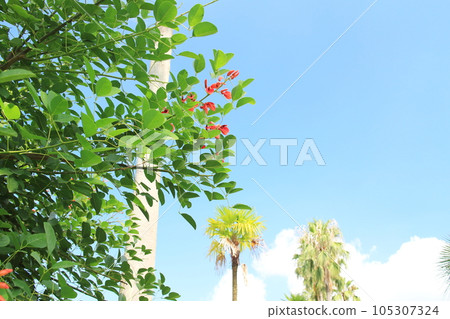 Kaikouzu blooming in the blue sky 105307324