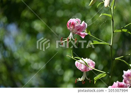 Yoko Kanoko (Yuri Kanoko) 105307994