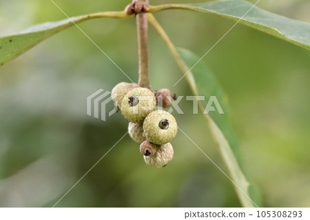 它是櫟屬植物的幼果。 105308293