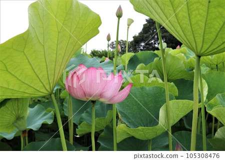 Large leaves shade lotus flowers summer park 105308476
