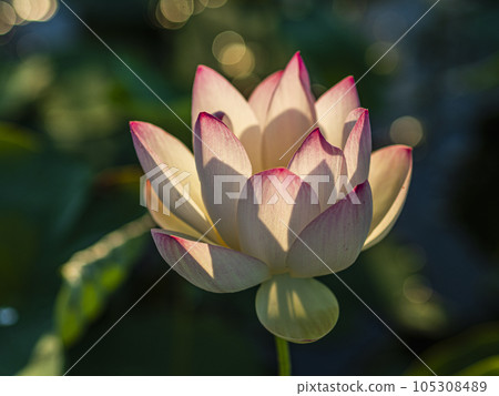 盛開的荷花在晨光中搖曳 105308489