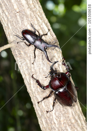 Beetle and Saw Palmetto 105308638