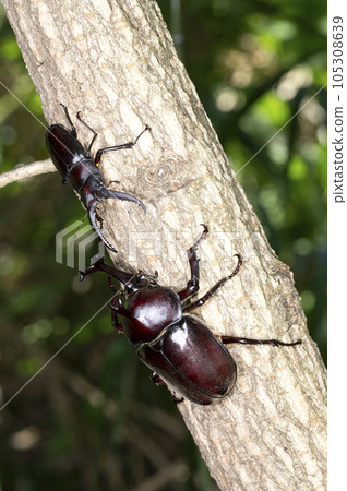 Beetle and Saw Palmetto Beetle and Saw Palmetto 105308639