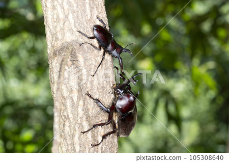 Beetle and Saw Palmetto Beetle and Saw Palmetto 105308640