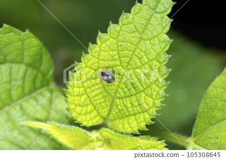Little black ladybird Little black ladybird 105308645