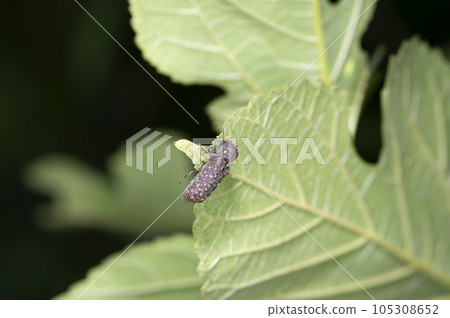 Cedar Naga同步密鑰 105308652