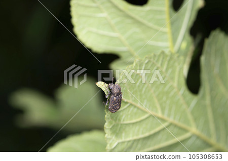 Cedar Naga同步密鑰 105308653