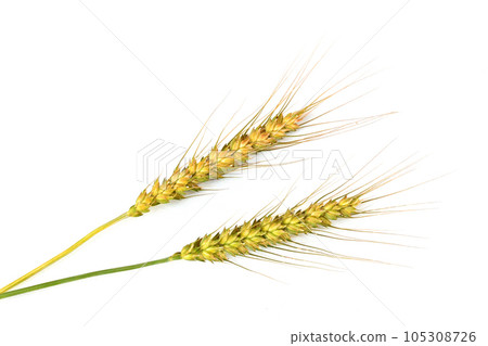 Wheat ears 105308726