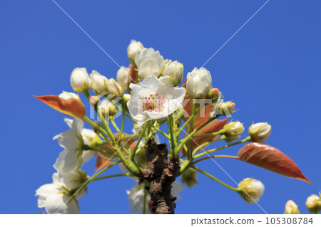 Kosui Pear Flower, Bud and Blue Sky 105308784
