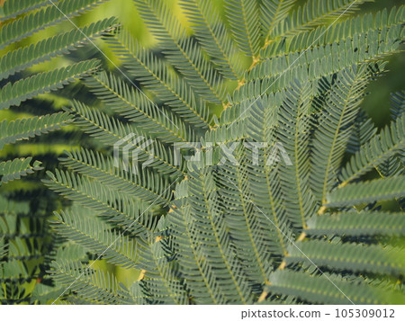 合歡樹葉 ④ 合歡樹葉 ④ 105309012