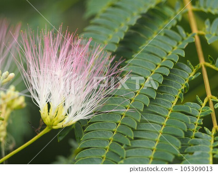 合歡樹粉色花① 105309013